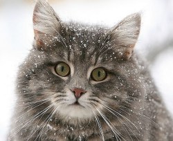 день кошек в россии 1 марта