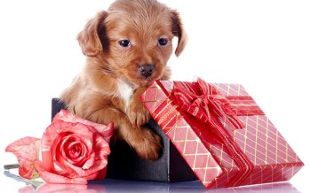 Виды подарков